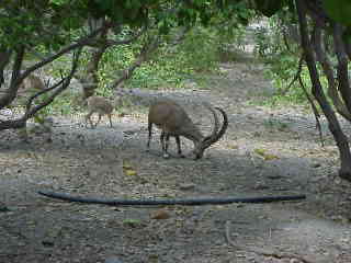 Big papa ibex