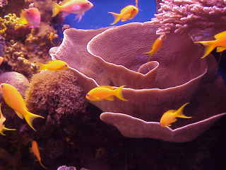 female scalefin anthias by disc coral