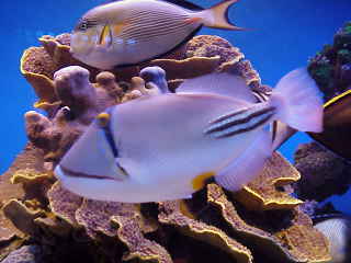 picasso triggerfish and sohal surgeonfish