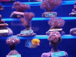 growing bits of coral with cube trunkfish