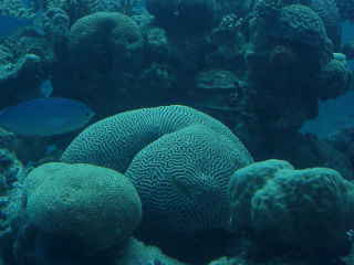 brain coral and lunar fusilier fish