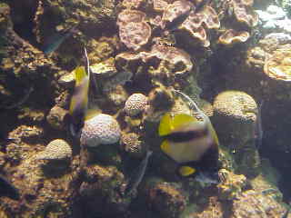 antenna butterfly fish