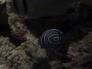 emperor angelfish (juvenile)