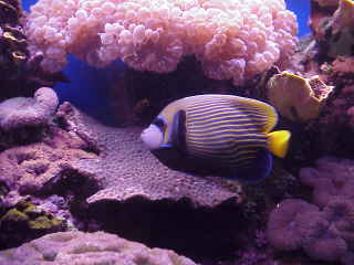 emperor angelfish by bubblegum coral