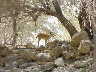 Wildlife: ibex