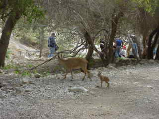 Ibex mommy and baby